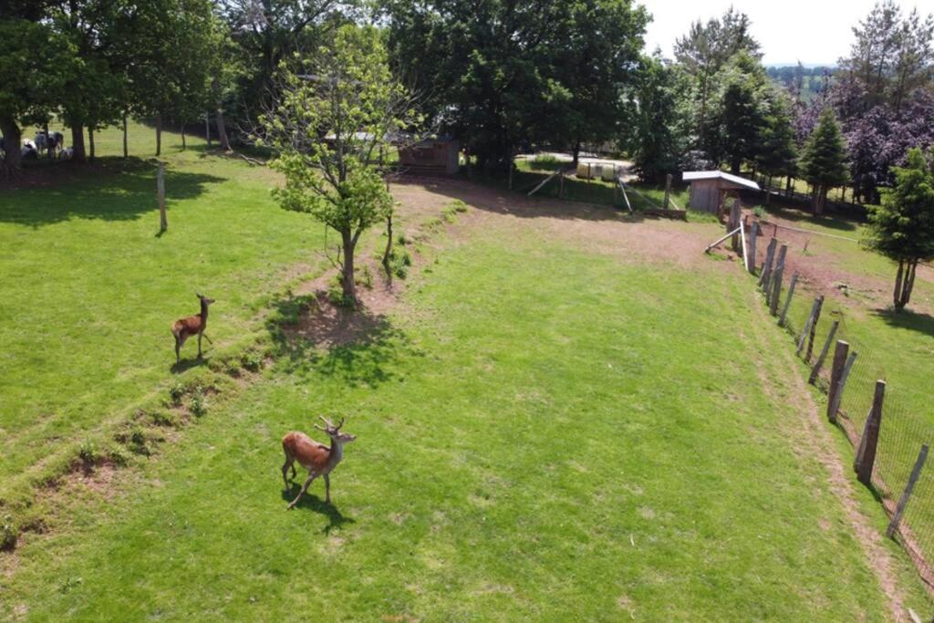 Le Grand Cerf 25 Pers, Malmedy- Chalet Rustique, Jardin Kültér fotó